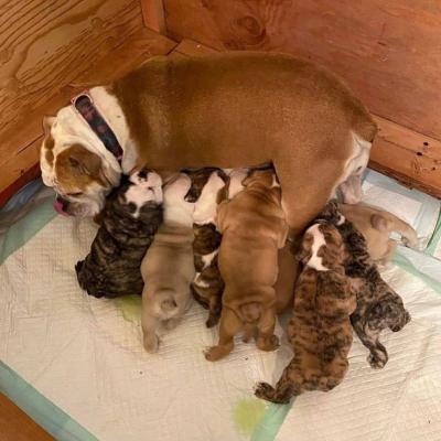 English Bulldog puppies - Toluca Dogs, Puppies