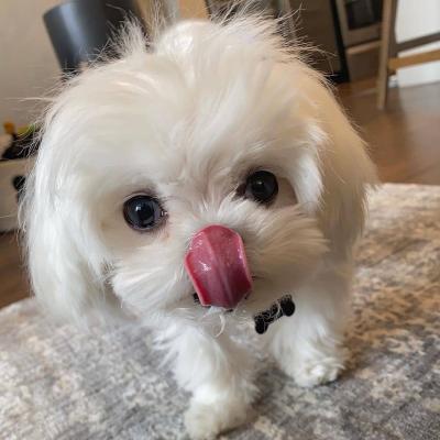 Maltese puppies whatsapp +16063318962 - Madrid Dogs, Puppies