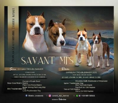 American Staffordshire Terrier, top quality puppies