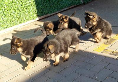 German Shepherd Dog - Vienna Dogs, Puppies