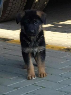 German Shepherd Dog - Vienna Dogs, Puppies