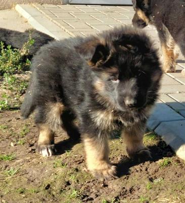 German Shepherd Dog - Vienna Dogs, Puppies