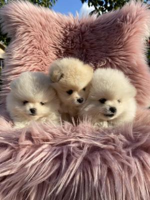 Beautiful Pomeranian puppies available