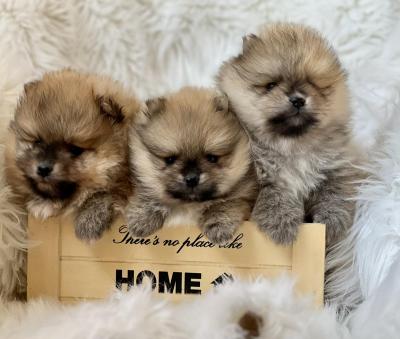 Beautiful Pomeranian puppies available - Vienna Dogs, Puppies