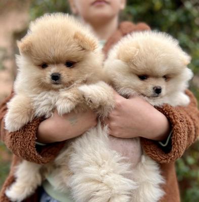 Beautiful Pomeranian puppies available - Vienna Dogs, Puppies