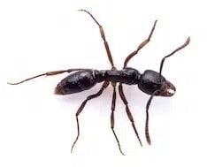 Common Ants Control Singapore | Ardent Pest Management