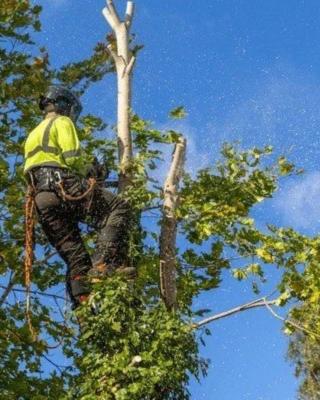 Hazardous Tree Removal Company