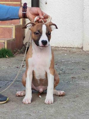 American Staffordshire Terrier Welpen