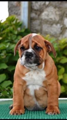 Englische Bulldogge