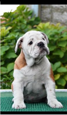 Englische Bulldogge - Frankfurt (Main) Dogs, Puppies