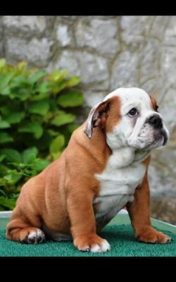 Englische Bulldogge - Frankfurt (Main) Dogs, Puppies