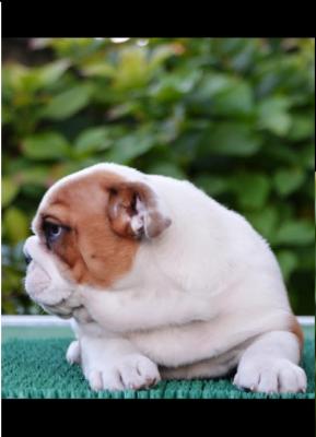 Englische Bulldogge - Frankfurt (Main) Dogs, Puppies