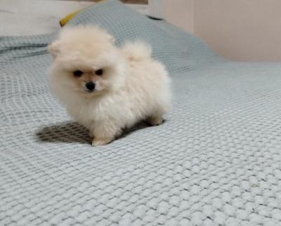 Beautiful Bo bears  - Vienna Dogs, Puppies