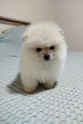 Beautiful Bo bears  - Vienna Dogs, Puppies