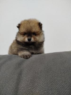 Beautiful Bo bears  - Vienna Dogs, Puppies