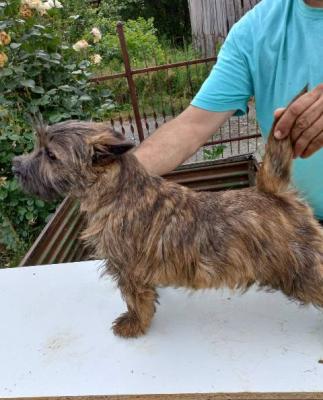 Cairn Terrier Welpen