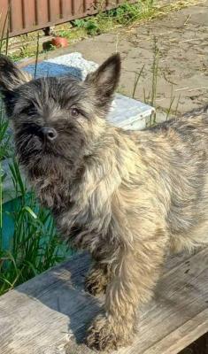 Cairn Terrier Welpen - Vienna Dogs, Puppies