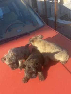 Cairn Terrier Welpen - Vienna Dogs, Puppies