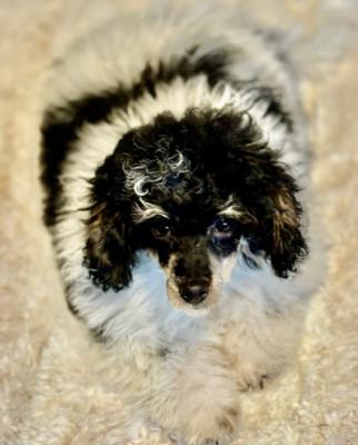 Trusted Toy Poodle Breeders in Hartford County