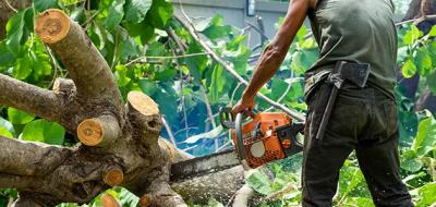 Tree service Coconut - miamitreecrew.com - Miami Other