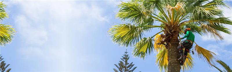 Tree service Coconut - miamitreecrew.com - Miami Other