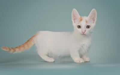   Munchkin Kittens Registered