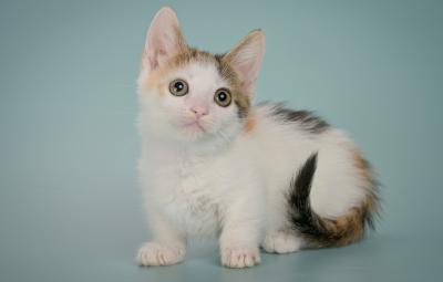   Munchkin Kittens Registered - Dubai Cats, Kittens