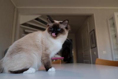   Three Birman Kitten Available  