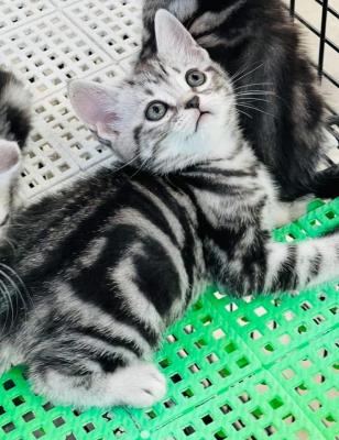  America short hair kittins 