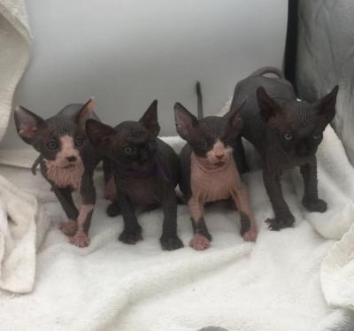  Sphynx Kittens   