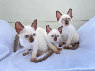   Siamese Kittens Ready  