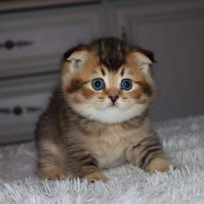   Scottish Fold Kittens   