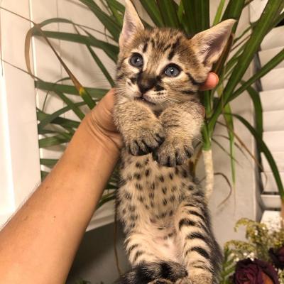   savannah kittens for re-homing  