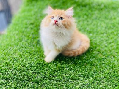   Persian kittens Available    - Dubai Cats, Kittens