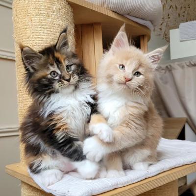   Maine Coon Kittens 