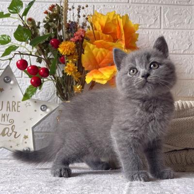    british shorthair kittens 