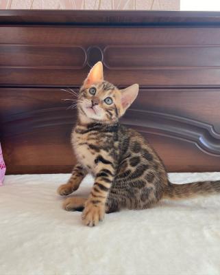  Bengal Kittens  