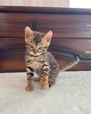  Bengal Kittens   - Dubai Cats, Kittens