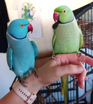   Hand Fed Indian Ringneck Parakeets Available 