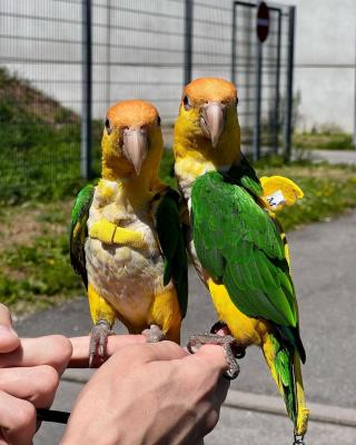  Caique parrots available now