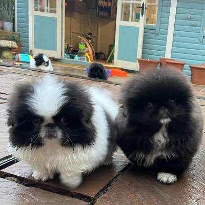 Adorable purebred Pekingese Puppies Available   