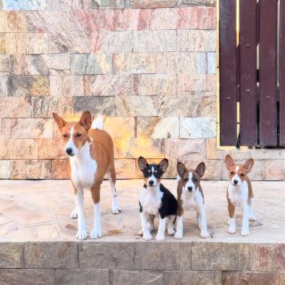 Basenji puppies  