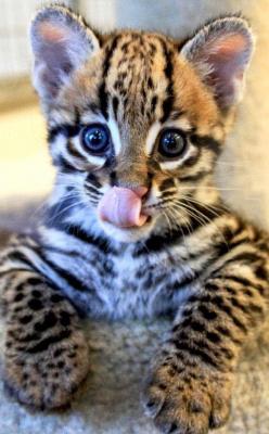  Lovely Ocelot Cats, Male And Females