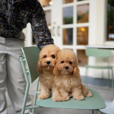   Goldendoodle Puppies Available