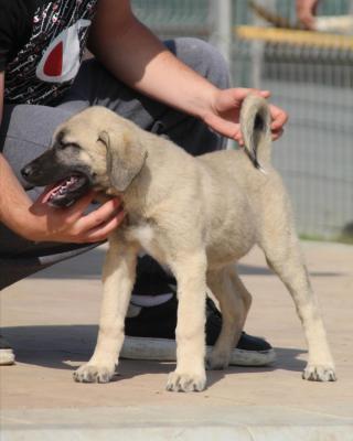  Kangal Dogs and Puppies for sale 
