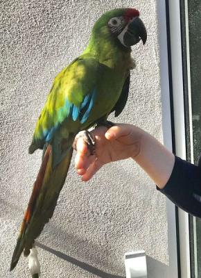  Pair Of Military Macaw Parrots For Sale  