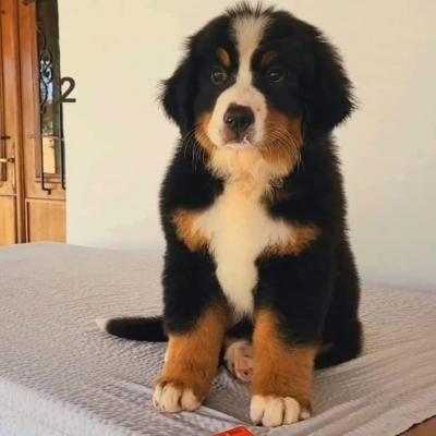  Bernese Mountain Puppies