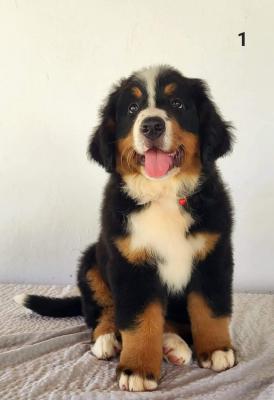  Bernese Mountain Puppies - Dubai Dogs, Puppies