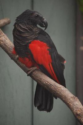  Dracula- Vulturine parrots ( Pesquet's parrot ) 