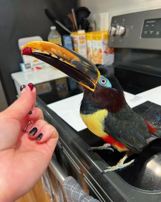   Chestnut-eared aracari